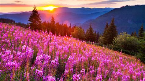 Sunsets Mountain Mow Lupine Pink Flowers Summer Landscape