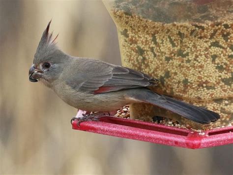 Photos And Videos For Pyrrhuloxia All About Birds Cornell Lab Of