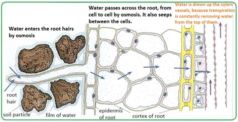 Uptake Of Water In Plants Mind42