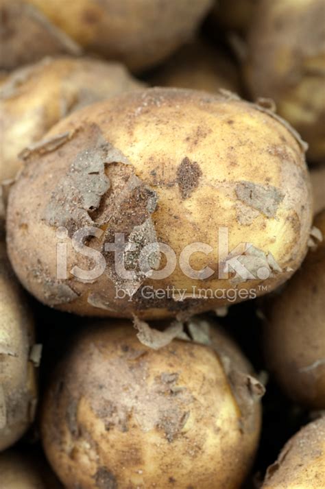 Freshly Cropped New Potatoes Stock Photo Royalty Free Freeimages