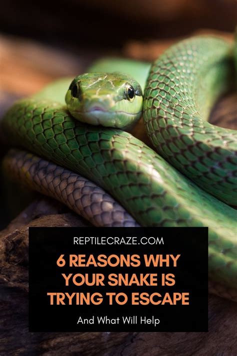 Can Snakes Bond With Their Owners Reptile Craze