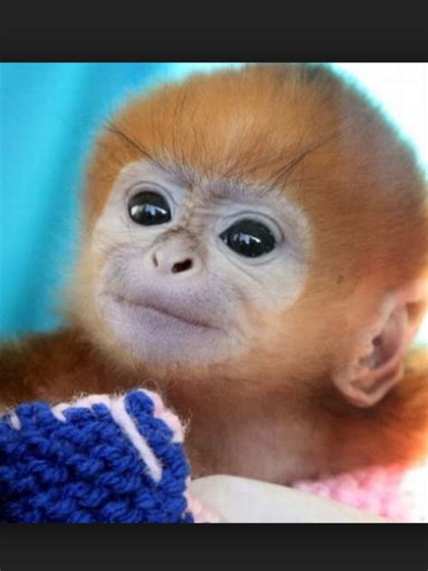 I Love Monkeys So Cute Cute Monkey Monkeys Funny Cute Baby Monkey