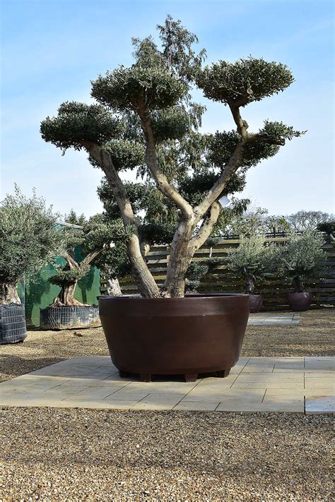 Potted Cloud Olive Tree No 29 Olive Grove Oundle