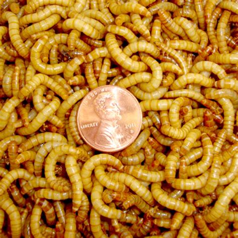 10500 Count Live Mealworms Organically Grown By Gimminy Crickets