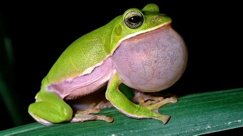 Cute Frog Wallpaper Frog Wallpapers Pets Cute And Docile We Hope