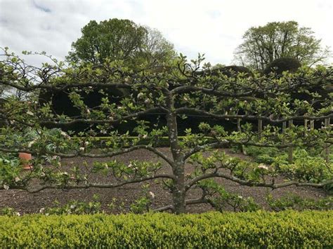 Espaliered Apple Tree Walmer Castle Kitchen Garden April 2017