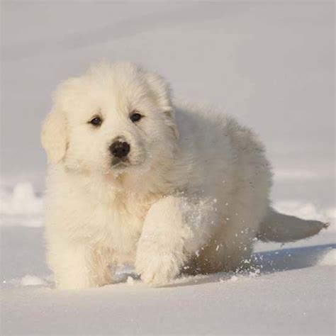 Fun Facts About Big Dog Breeds Snow Dog And Animal
