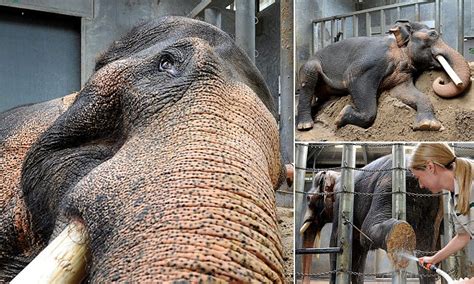 Elephant Celebrates 40th Anniversary At Melbourne Zoo Daily Mail Online