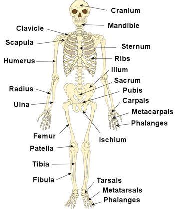 Learn about body movements with free interactive flashcards. The Human Skelton Labeling Drawing of - Yahoo Search ...