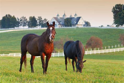 Horse Farms Complete Usda Agriculture Census The Horse