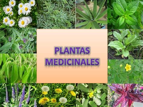 4 De Las Mejores Plantas Medicinales Saludiaria