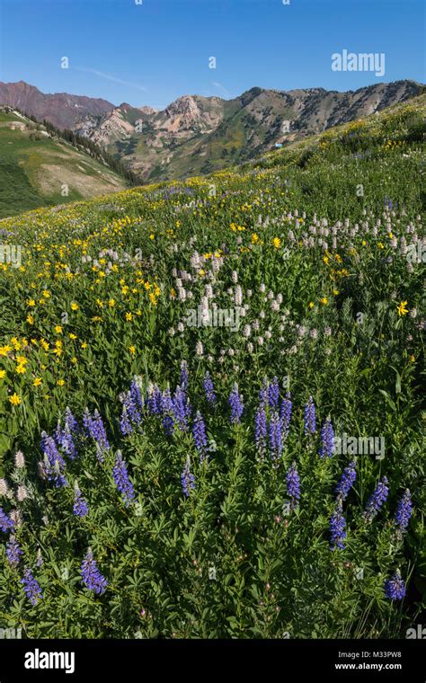 Wildflowers Albion Basin Little Cottonwood Canyon Wasatch Mountains