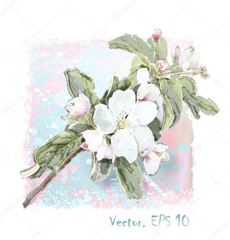 Apple Flower Blossoms In Full Bloom Stock Vector Image By ©sannare