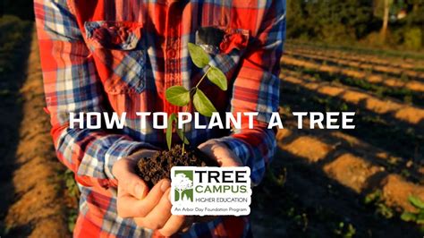 How To Plant A Tree Youtube