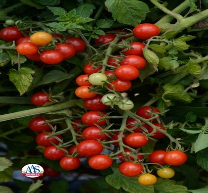Branched trusses make for accessible harvest and fruits detach without damage for more usable fruit. Candyland Red Tomato | Natorp's Online Plant Store