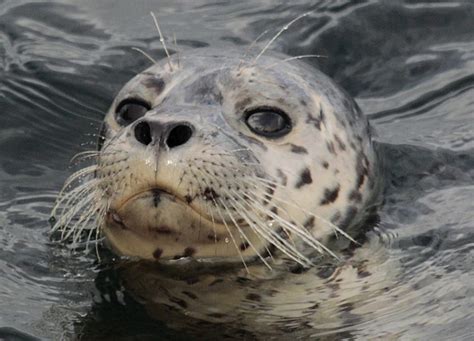 Super Cute Seal Pups Spotted On Seattles Shore