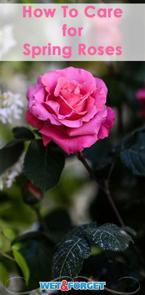 All Rose And No Thorn 3 Key Spring Rose Care Tips For Top Blossoms