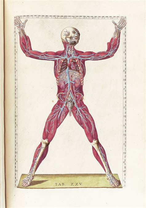 Pin On Anatomia Ilustrada