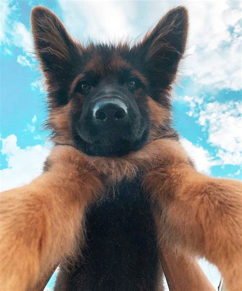 22 Pics Of German Shepherd Dogs To Put A Smile On Your Face Dogs Addict