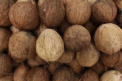 Coco fruto del cocotero nucifera la palmera más cultivada del mundo