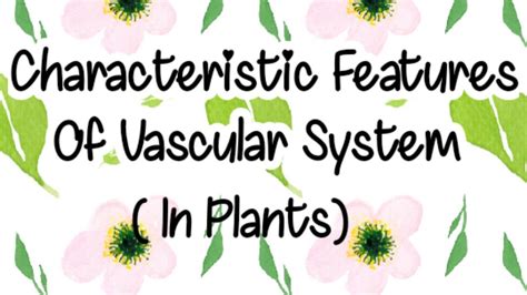 Vascular System In Plants Characteristic Features Plant Physiology