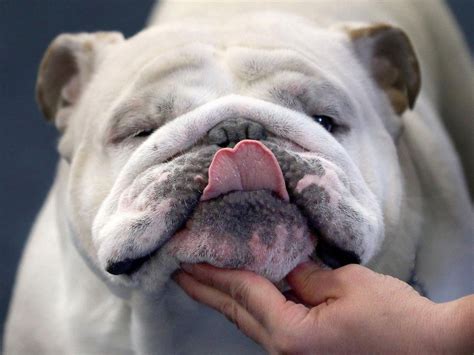 English bulldogs now so inbred their appalling health problems will not ...