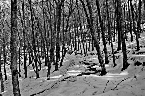 무료 이미지 나무 숲 황야 분기 눈 겨울 검정색과 흰색 목재 햇빛 잎 트렁크 날씨 단색화 시즌
