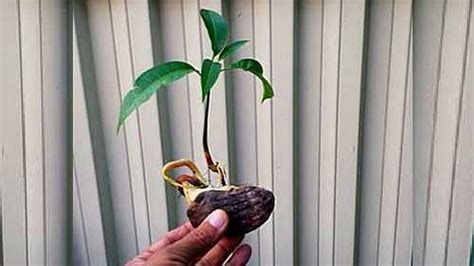 How To Germinate A Mango Seed Mango Seed Germination