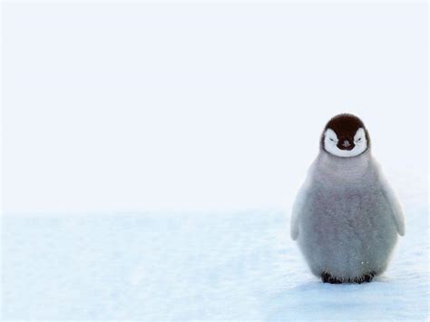 Cute Penguin Desktop Wallpapers Top Free Cute Penguin Desktop