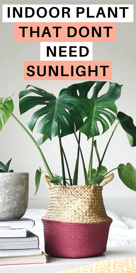 13 Indoor Plants That Dont Need Sunlight Indoor Plants Low Light