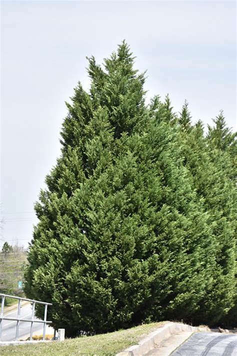 What Is The Best Fertilizer For Leyland Cypress Trees ≡