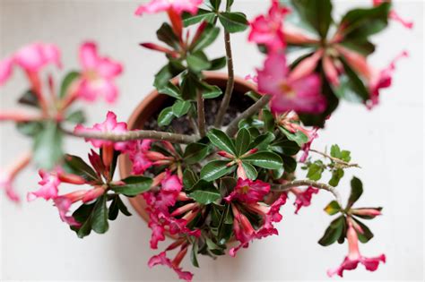 10 Great Indoor Plants To Keep You Company This Winter Indoor Plants