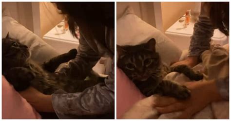 Cat Tucked In Bed Shows Adorable Reactions And We Can T Resist This