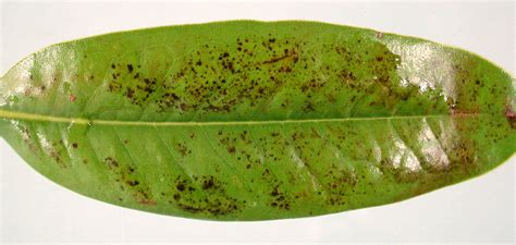 We did not find results for: Magnolia-Leaf Spots | Pacific Northwest Pest Management ...