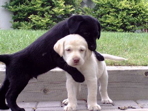 Cute Puppy Dogs White Labrador Retriever Puppies