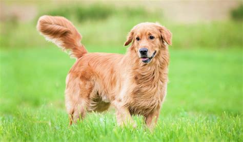 Golden Retriever Dog Breed Information Characteristics And Fun Facts