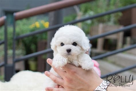 Pozie Full Grown Teacup Bichon