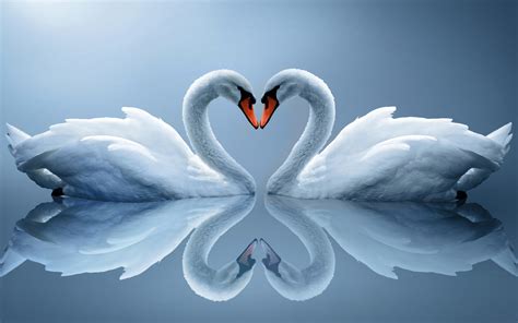 Download Free 100 Romantic Swan Wallpapers