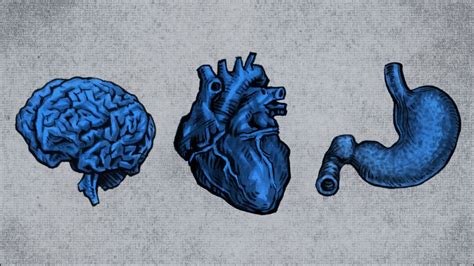 Understanding The Three Brains In Our Body And Their Critical Role