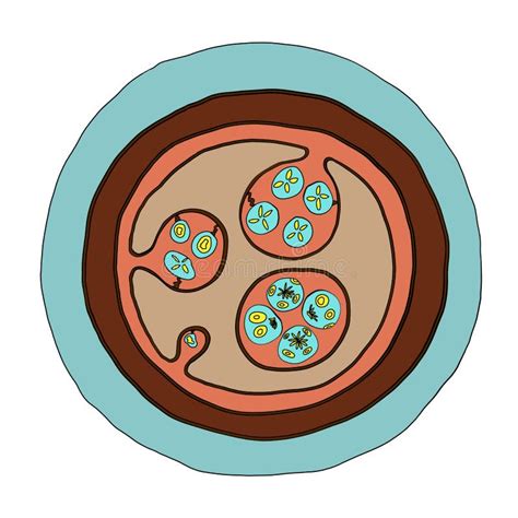 Structure Of Hydatid Cyst Of Echinococcus Granulosus Illustration