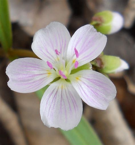 Spring Beauty Or Springbeauties Claytonia Virginica 21a Wild