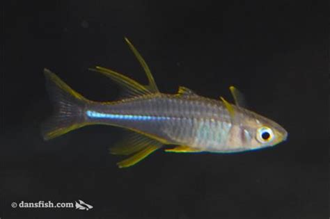 Celebes Rainbow Marosatherina Ladigesi Dans Fish