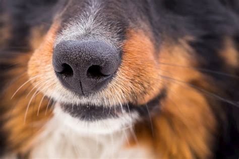 6 Dog Nose Facts That May Surprise You Great Pet Care