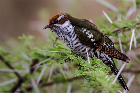 Check spelling or type a new query. Diderick Cuckoo - female by gerdavs, via Flickr | Bird ...