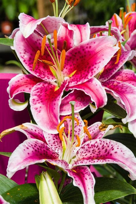Pink Tiger Lily With Open Blooms Stock Photo Image Of Closeup