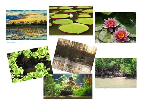 Atividades Sobre Plantas Aquáticas E Terrestres Para 2 Ano