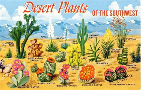 Plants Of The Southwest Southwest Desert Postcards For Sale Vintage