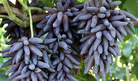 Plants Seeds And Bulbs Very Rare Finger Grape Seeds Advanced Fruit Seed