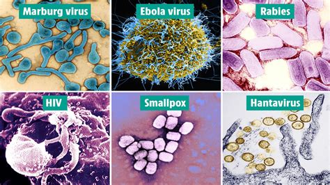 The 12 Deadliest Viruses In History Revealed And The Ones Circulating