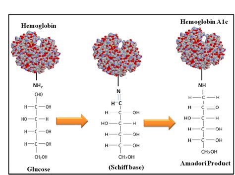 Laboratory Diagnosis Of Hba1c A Review Medcrave Online